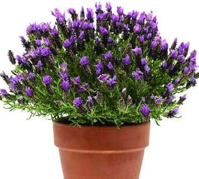 Amazon Co Jp フレンチラベンダー苗 バンデラパープル ９ｃｍロングポット ホーム キッチン