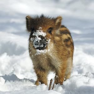 Tierkinder 2014. Broschürenkalender