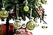 AMS 24ct Clear Christmas Ball Ornaments, 2.76''/70mm Shatterproof Hanging Xmas Balls Baubles Set for Christmas Tree with Stuffed Delicate Decorations for Wedding Christmas (Green)