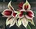 Merlot Moon Amaryllis - Large Bulb