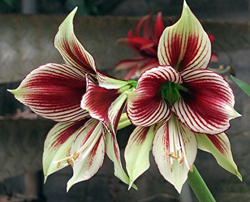 Merlot Moon Amaryllis - Large Bulb