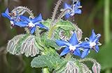 200+ Borage Seeds- Heirloom Herb Variety- 2020 Seeds, Grown in 2019