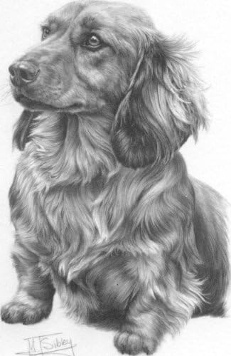 Amazon Com Long Haired Dachshund Dog Mike Sibley Portrait