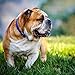 Bulldogs 2019 16 Month Wall Calendar 12 x 12 Inches