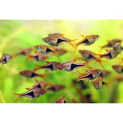 Harlequin Rasboras