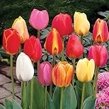 Burpee Perennial Tulip Mix | 20 Large Flowering Fall Bulbs for Planting, Multiple Colors