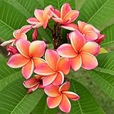 Rainbow Plumeria - Stout 12