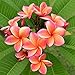 Rainbow Plumeria - Stout 12"-14" Well-rooted Plant - Fragrant - Blooms In Summer | Ships From Easy to Grow