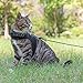 Reflective Cat Leash, 30ft Escape Proof Walking Lead Yard Long Leash, Extender Leash Training Playing Outdoor for Cats Puppy Kitten Small Dogs Rabbit Small Animals
