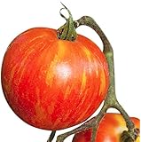 Mr. Stripey Heirloom Tomato Seeds - Large Tomato - One of The Most Delicious Tomatoes for Home Growing,