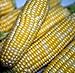 Peaches & Cream Sweet Corn - 300 Seeds - VALUE PACK! primary