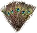 Blisstime Peacock Feathers 8