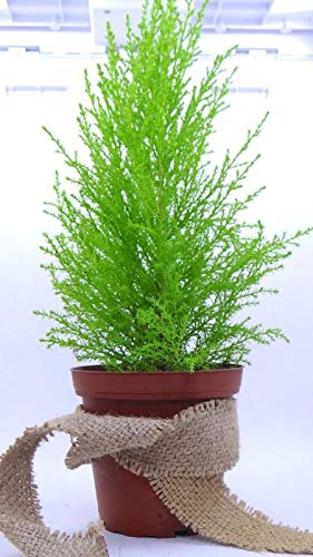 CLOUDBURST Royal Oregon Pine Live Christmas Tree