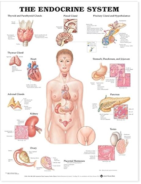 The Endocrine System Anatomical Chart 9781587790164 Medicine