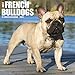 Just French Bulldogs 2020 Wall Calendar (Dog Breed Calendar) by