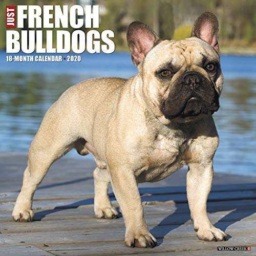 Just French Bulldogs 2020 Wall Calendar (Dog Breed Calendar) by
