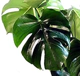 Split Leaf Philodendron 6" Pot - Monstera - Edible Fruit Tastes Like Pineapple