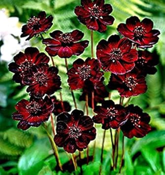 Adolenb Seeds House Graines De Fleurs Chocolat Rares