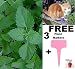 Organic Catnip Seeds Herb 300+ Seeds Upc 643451294897 + 2 Free Plant Markers