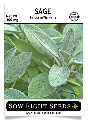 Sow Right Seeds - Sage Seeds for Planting - All Non-GMO Heirloom Sage Seeds with Full Instructions for Easy Planting and Growing Your Kitchen Herb Garden, Indoor or Outdoor; Great Gift Sow Right Seeds - Sage Seeds for Planting - All Non-GMO Heirloom Sage Seeds with Full Instructions for Easy Planting and Growing Your Kitchen Herb Garden, Indoor or Outdoor; Great Gift