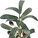 SUPLA 5 Pack Artificial Olive Branch Spray Plants Houseplant Olives Fruit Plants Greenery UV Resistant Plants 28.3