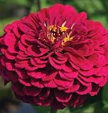 Flower Zinnia Benary's Giant Wine Heat Tolerant D1866 (Purpleish) 50 Open Pollinated Seeds by David's Garden Seeds