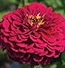 David's Garden Seeds Flower Zinnia Benary's Giant Wine D1866 50 Open Pollinated Seeds