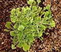 Ginkgo Biloba Munchkin 1 - Year Graft