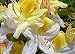 Northern Hi-Lights Deciduous Exbury Azalea - Very Hardy - 2.5" pot