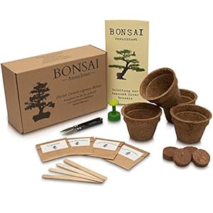 ANISTA – Bonsai Anzuchtset – Züchte Deine eigenen Bonsaibäume. 4 Sorten Bonsai Samen in unserem kompletten Pflanzset…