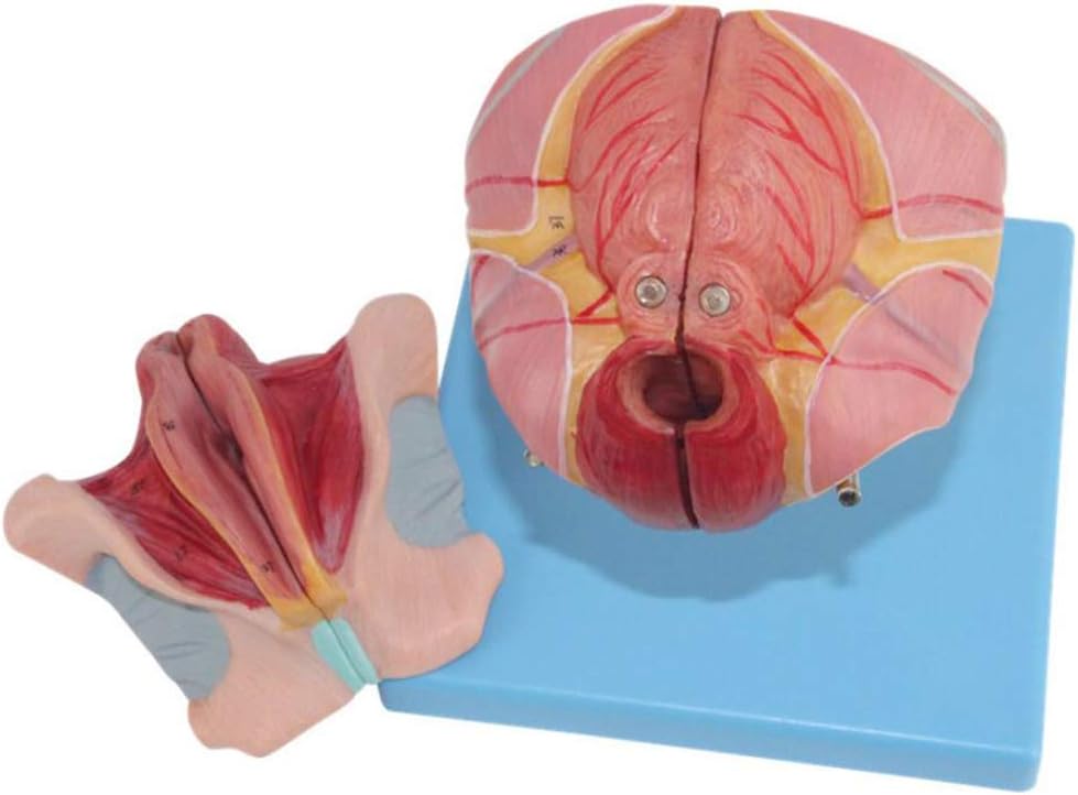 XIEJI Female Pelvic Anatomical Model Pelvic Cavity Perineum Perineal Model Detachable 4 Pieces Gynecological Teaching Aids Genital Organs People Anatomy