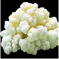Milk Kefir Grains Starter Bulgaros de Leche, Pajaritos de Leche Fast Growth Culture Start your Homenade Fermentation experience with Fresh Live Active Probiotics Cultures Make fresh Drink at home 1 FULL TEASPOON 10 GRAMS KETO friendly