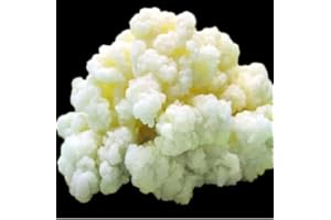 GENERIC Milk Kefir Grains Starter Bulgaros de Leche, Pajaritos de Leche Fast Growth Culture Start your Homenade Fermentation experience with Fresh Live Active Probiotics Cultures Make fresh Drink at home 1 TABLESPOON KETO friendly
