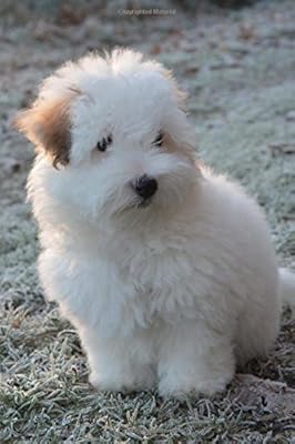 coton de tulear singapore