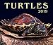 Turtles 2019 by