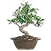 Brussel's Live Golden Gate Ficus Indoor Bonsai Tree - 4 Years Old; 5" to 8" Tall with Decorative Container primary