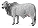 Collecta Brahman Cow