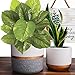 6.0 and 5.0 Modern White Ceramic Indoor Flower Plant Pot Garden Planters Kit, Plant Containers with Gold and Grey Detailing 2 Pack