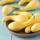 David's Garden Seeds Squash Summer Yellow Crookneck D2450A (Yellow) 50 Heirloom Seeds