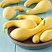 Squash Summer Yellow Crookneck D2450A (Yellow) 100 Organic Seeds by David's Garden Seeds