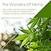 O Naturals Hemp Seed Oil Face Wash & Cleanser. ECOCERT Certified Organic. Pore Purifying. For sensitive and Oily Skin. With Aloe Vera, Rosehip Oil. Vegan Liquid Soap. No Parabens & Sulfates 8.45 Oz.