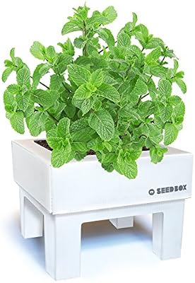 SeedBox SBCUHB-Hierba Buena: Amazon.es: Jardín