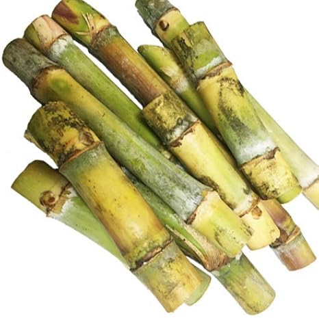 植付け用さとうきび苗 2節苗 10本セット 果物 Amazon