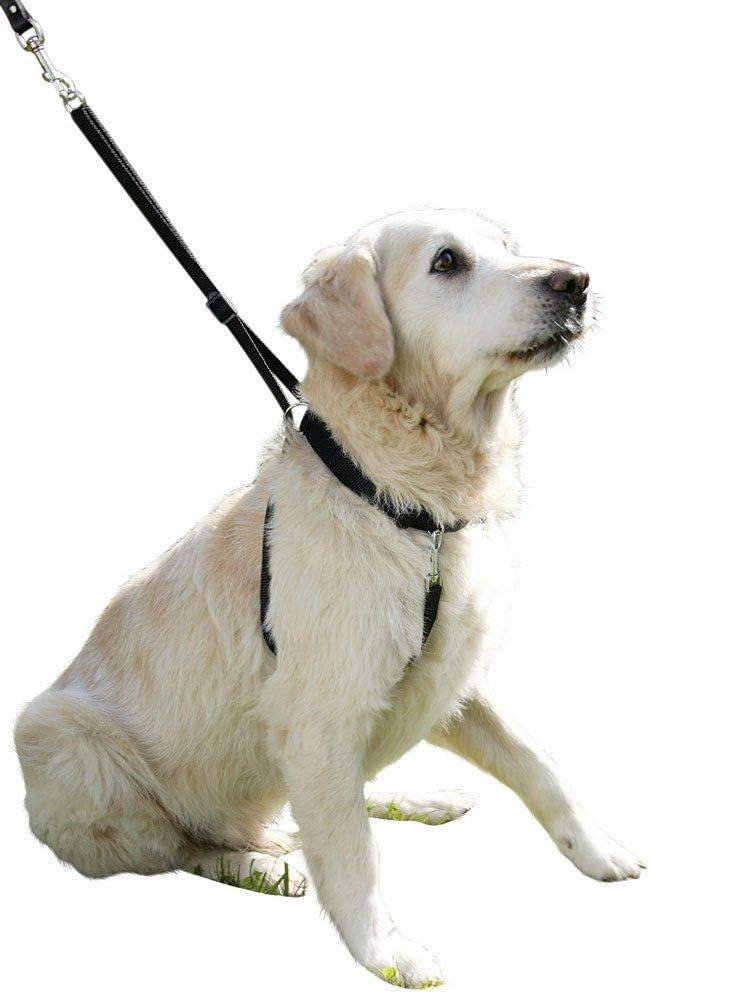 Kerbl Maxi Leader Training Harness Set, Size 4, Black