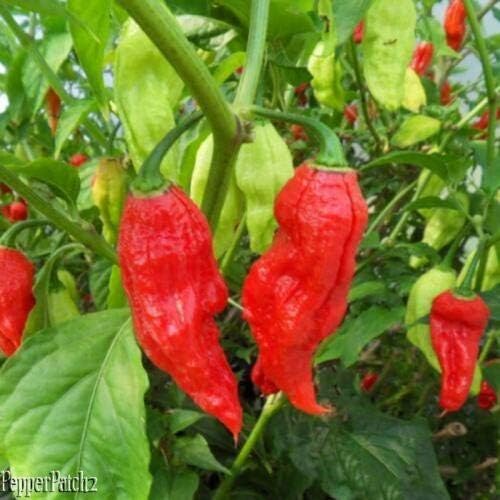 2018 Organic Ghost/Bhut Jolokia, Red 25+ Premium Pepper Seeds-D 39