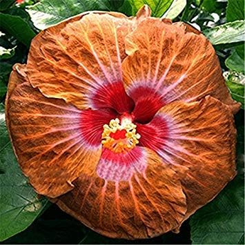 Amazon Co Jp Seedsのplat会社 で販売 花の鉢植えのための0pcsのハイビスカス種子16kinds Hibiscus Rosa ススキの花の種ハイビスカスの木の種子 ホーム キッチン