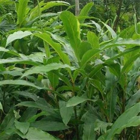 Amazon Co Jp 発芽seeds A 50個の種子 Outsideprideカルダモンハーブの種 ホーム キッチン Amazon Co Jp 発芽seeds A 50個の種子 Outsideprideカルダモンハーブの種 ホーム キッチン
