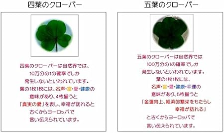 Amazon クローバーが選べる パステルカラーのレインボーローズ プリザーブドフラワーアレンジ キューブ 横長 ブライダルピンク 五葉のクローバー プリザーブドフラワー オンライン通販