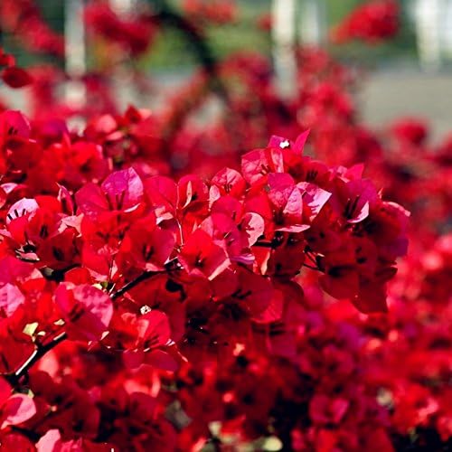 20Pcs Red Bougainvillea Flower Seeds Ornamental Plant Garden Yard Decoration