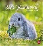 Süße Kaninchen 2020. Postkartenkalender by
